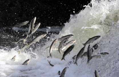 Yağışlar yüz güldürdü, inci kefali üreme sezonuna güçlü giriyor