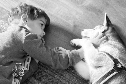 Zayu ile Başlayan Yolculuk: Bir Husky’nin Aileye Kattığı Dinginlik