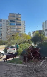Adana'da rüzgar nedeniyle ağaçlar devrildi