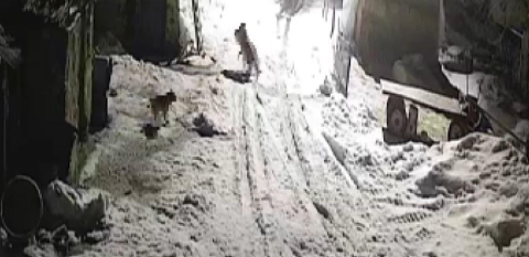 Köye inen kurtlar köpeği alıp götürdü