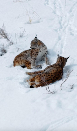 Kar üstündeki vaşaklar görüntülendi