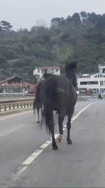 İstanbul- Beykoz'da başıboş atlar trafiği tehlikeye soktu