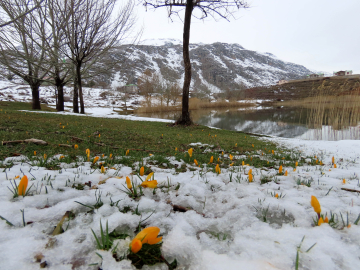 Yaylalarda karlar erimeye başladı, bahar çiçekleri açtı