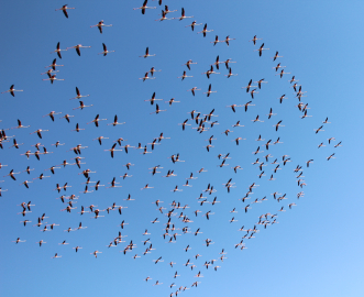 Flamingolar Tuz Gölü'ne gelmeye başladı
