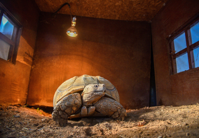 Doğal Yaşam Parkı'nın en yaşlı üyesine 'arkadaş' aranıyor