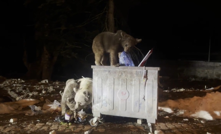 Uludağ’da kış uykusundan uyanan ayı ailesi, yiyecek ararken görüntülendi