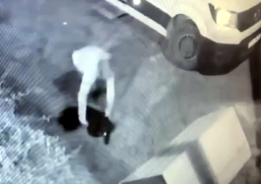 İstanbul- Avcılar'da mahallenin maskotu 'Garip' isimli köpeğin çalındığı anlar kamerada