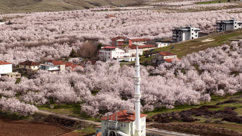 Geçen yıl zirai dondan etkilenen kayısı ağaçları çiçek açtı