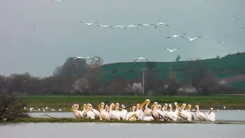 Göç yolundaki pelikan sürüsü, Boğazköy Barajı'nda görüntülendi