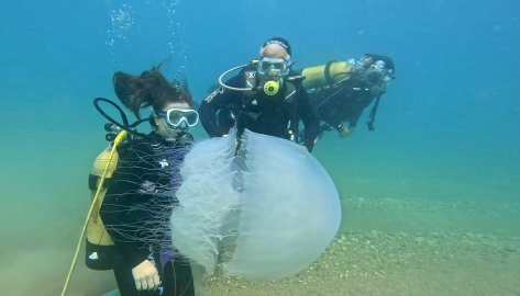 Antalya Körfezi'nde poyraz etkili oldu, denizanaları kıyıya sürüklendi