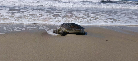 Kuşadası’nda bir ölü deniz kaplumbağası daha sahile vurdu; sayı 8’e çıktı