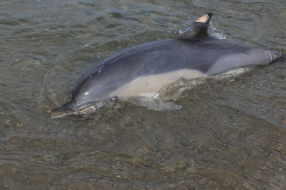 Trabzon'da ölü yunus sahile vurdu