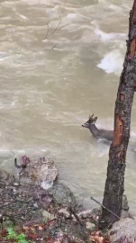 Karacanın çaydan zorlu geçişi kamerada