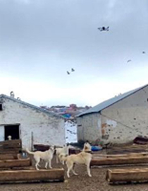 Çoban köpeklerinin drona tepkisi kamerada