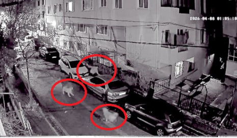 Avcılar’da kendisini kovalayan köpeklerden araçların üzerine çıkarak kaçtı