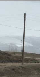 Kent merkezine inen kurt, cep telefonuyla görüntülendi