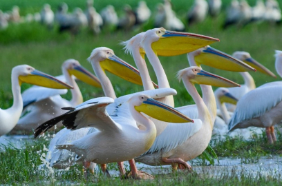 Göç yolundaki pelikan sürüsü, mola verdiği Boğazköy Barajı'nda görüntülendi