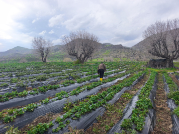 Coğrafi işaretli Sason çileğinde hasat mayısa kaldı / Ek fotoğraflar