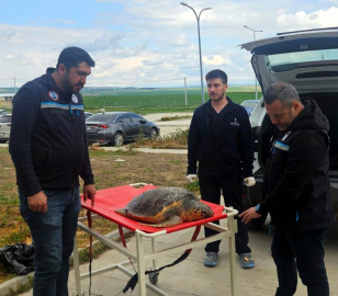 Tekirdağ'da balıkçıların ağına ölü caretta takıldı