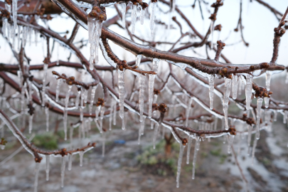 Elma üreticisi, zirai dona karşı 'Spring' yöntemini uyguladı