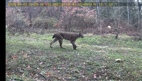 Yaban hayatı fotokapana yansıdı