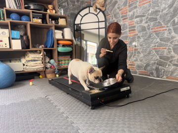 Obez köpek 'Ori' pilatesle zayıflıyor