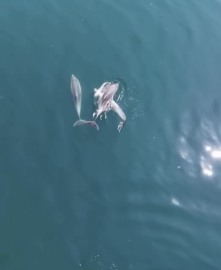 Bartın’da yunuslar cep telefonuyla görüntülendi