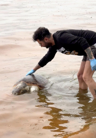 Tekirdağ'da ölü caretta caretta kıyıya vurdu