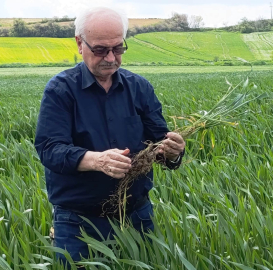 Edirne’de hububatta ‘kök çürüklüğü’ hastalığı görüldü
