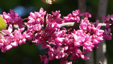 Baharın habercisi erguvanlar İstanbul'da görsel şölen oluşturdu