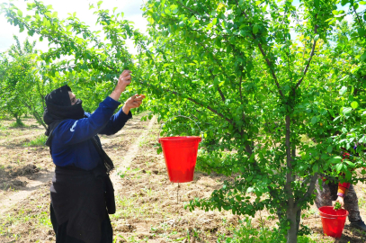 Manisa'nın 'dumanlı papaz eriğinde' hasat başladı