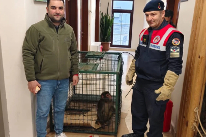 Köy yolunda bulunan 'Hint şebeği' cinsi maymun koruma altına alındı