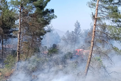Hatay'da orman yangını