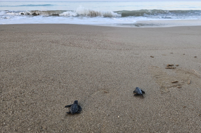 32 yıllık caretta mücadelesi; 1,5 milyon yavru denize ulaştı