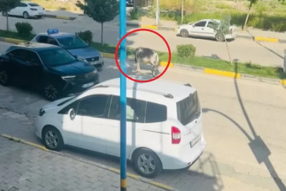 Kara yoluna çıkan başıboş eşek nedeniyle trafik aksadı