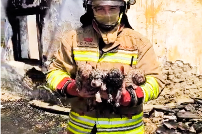 Yangında mahsur kalan köpek ve 4 yavrusu tedaviye alındı